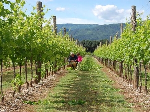 vigneti dell'agriturismo la di Buiat